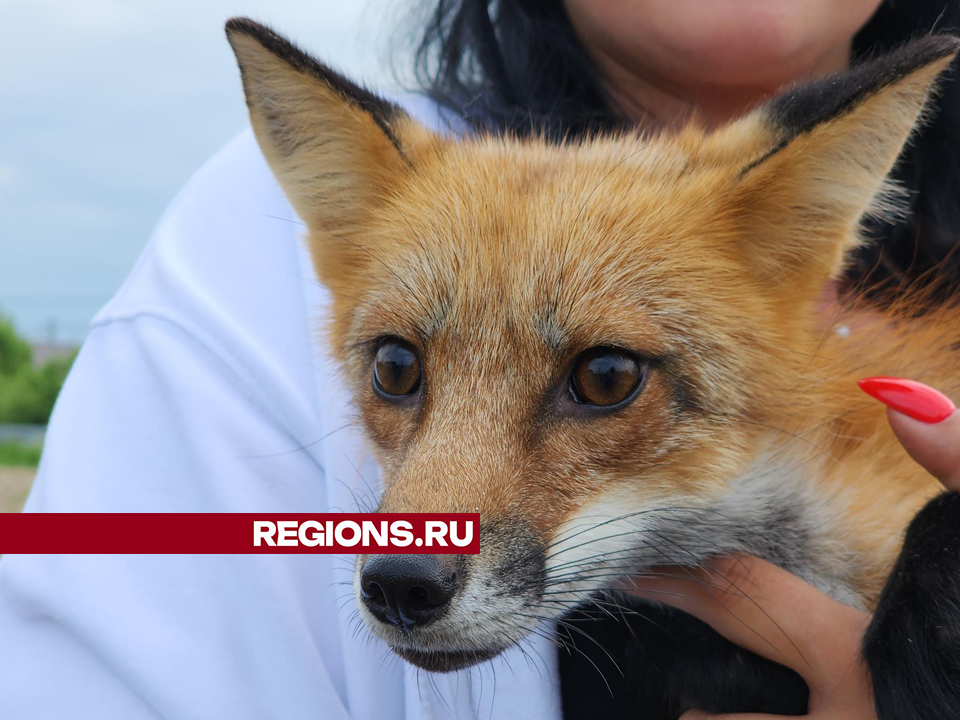 В зоогостинице под Егорьевском появились ручные лисята | REGIONS.RU ...