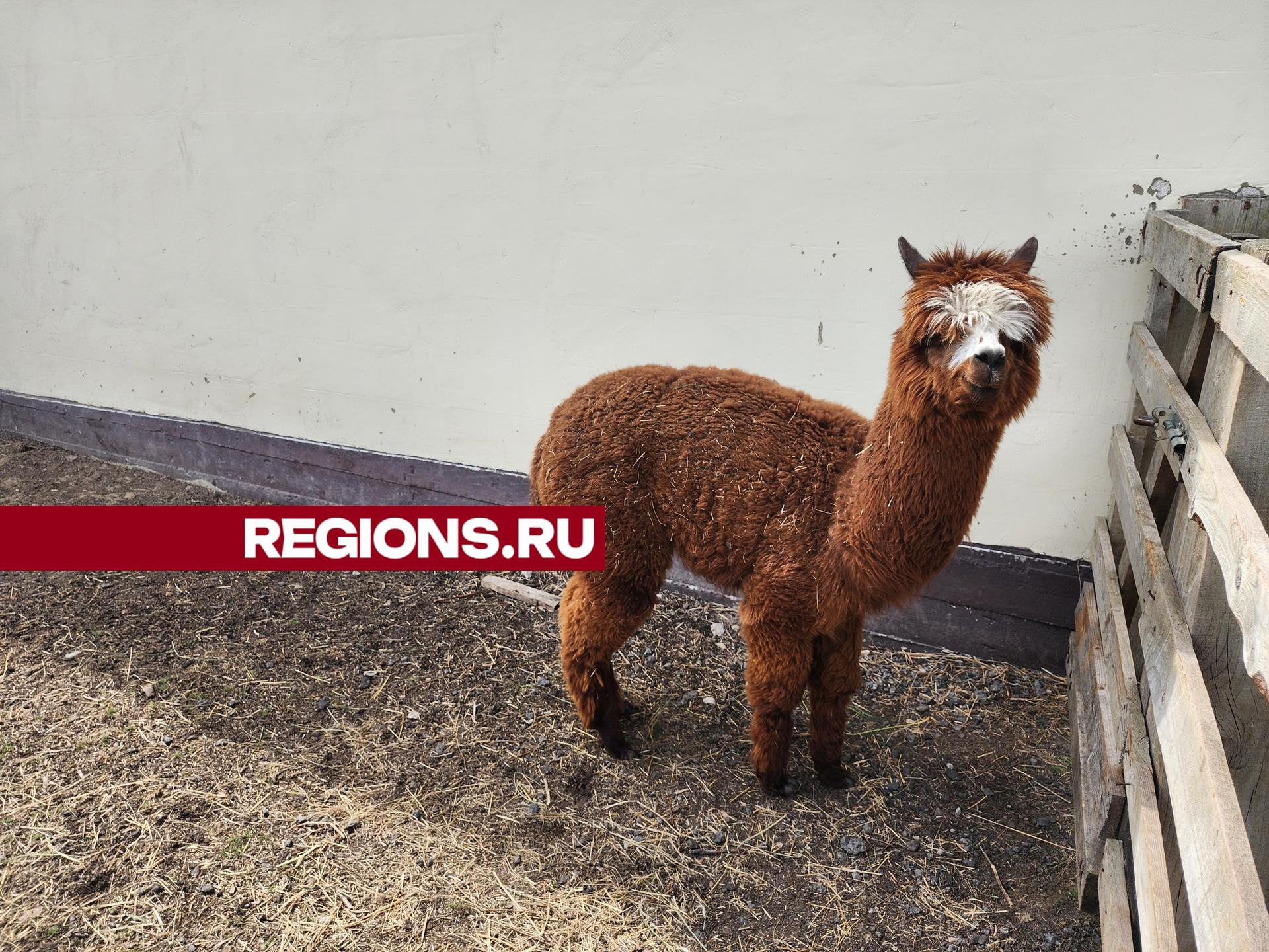 Фото: Александр Степушкин