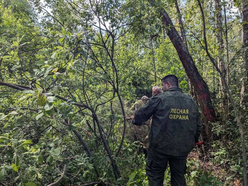 Фото: Комитет лесного хозяйства Московской области