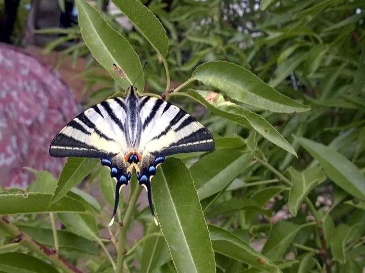 Фото: flickr.com/xulescu_g