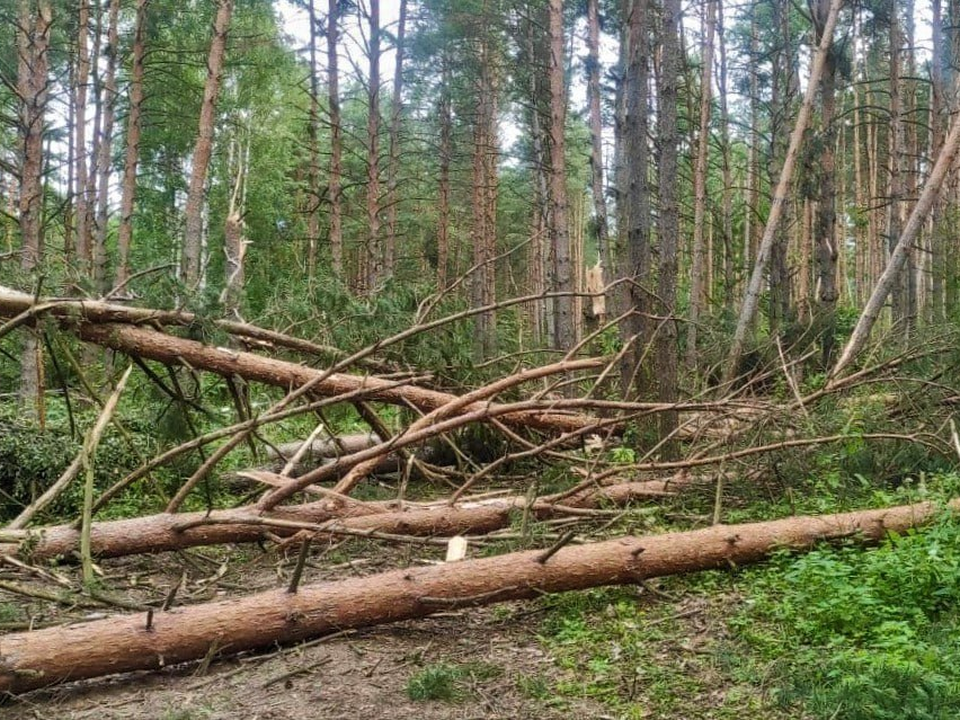 Фото: Комитет лесного хозяйства МО