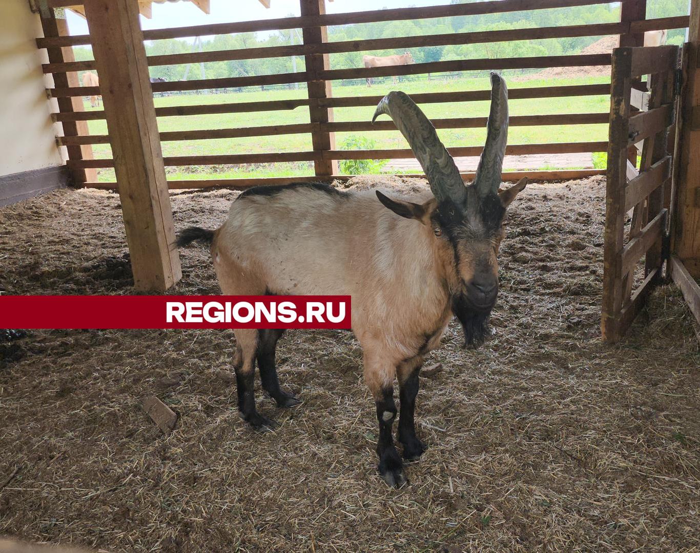 Фото: Александр Степушкин