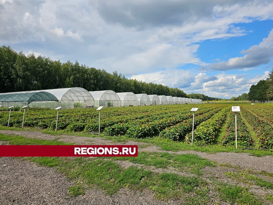 Фото: REGIONS/Александр Дрожжин