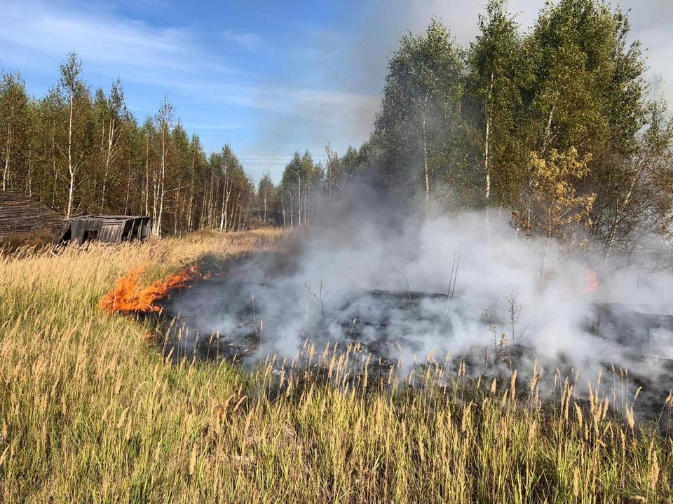 Фото: Комитет лесного хозяйства Московской области