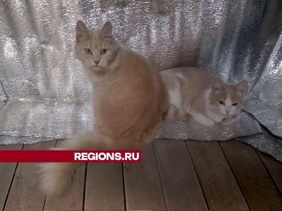 Фото: REGIONS/Наталья Широкая