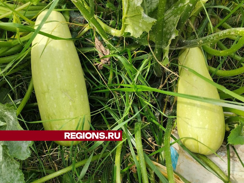 Фото: REGIONS/Наталья Широкая