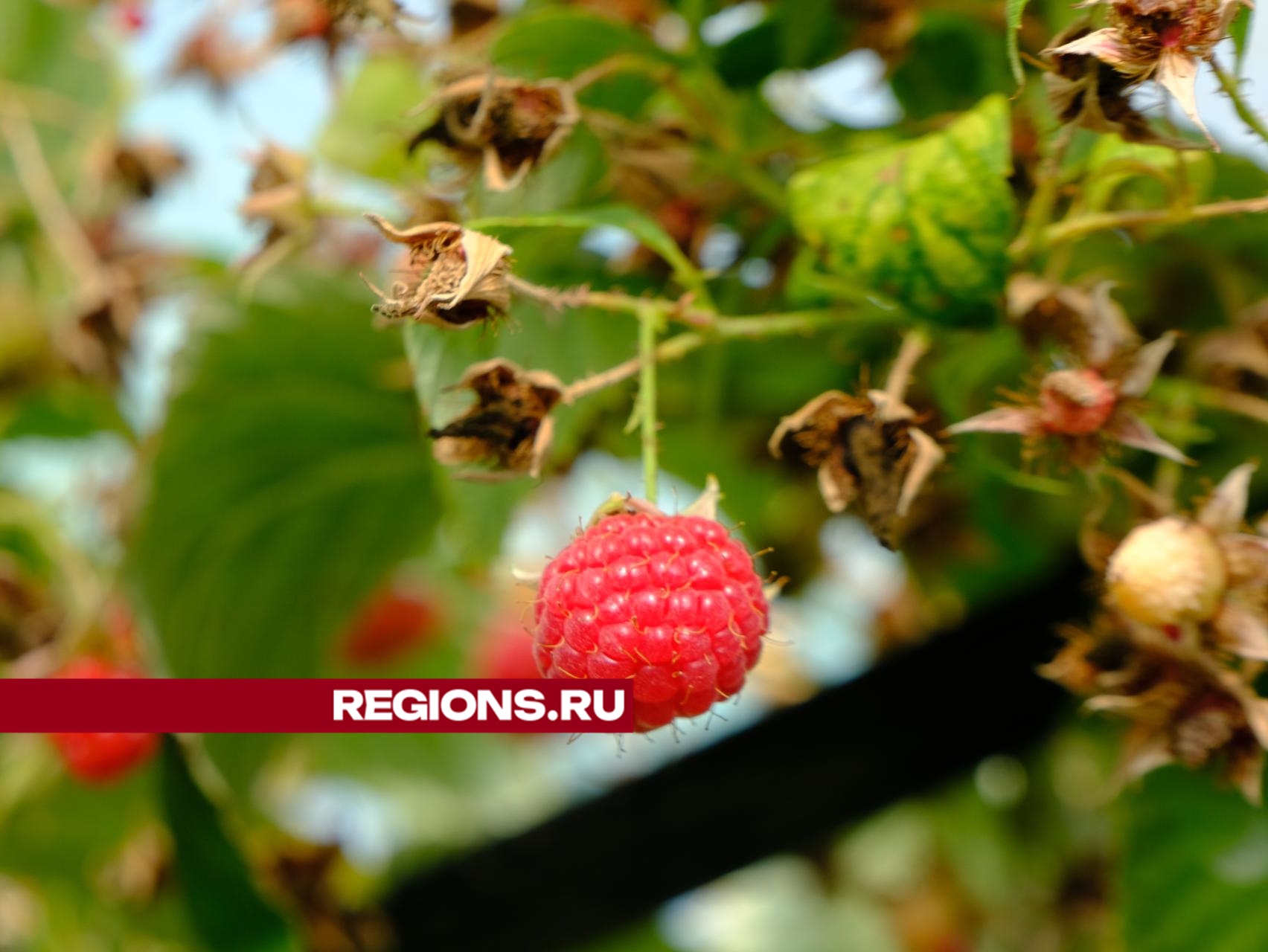 Фото: REGIONS/Мария Панина