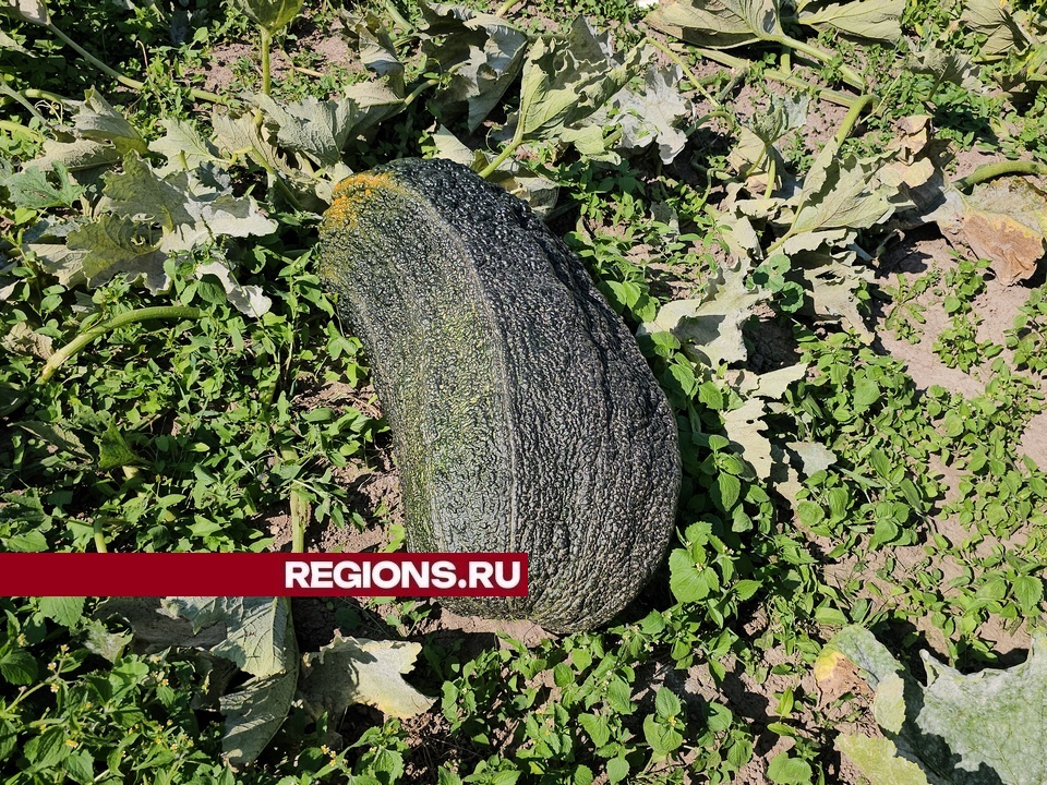 Фото: REGIONS/Александр Дрожжин