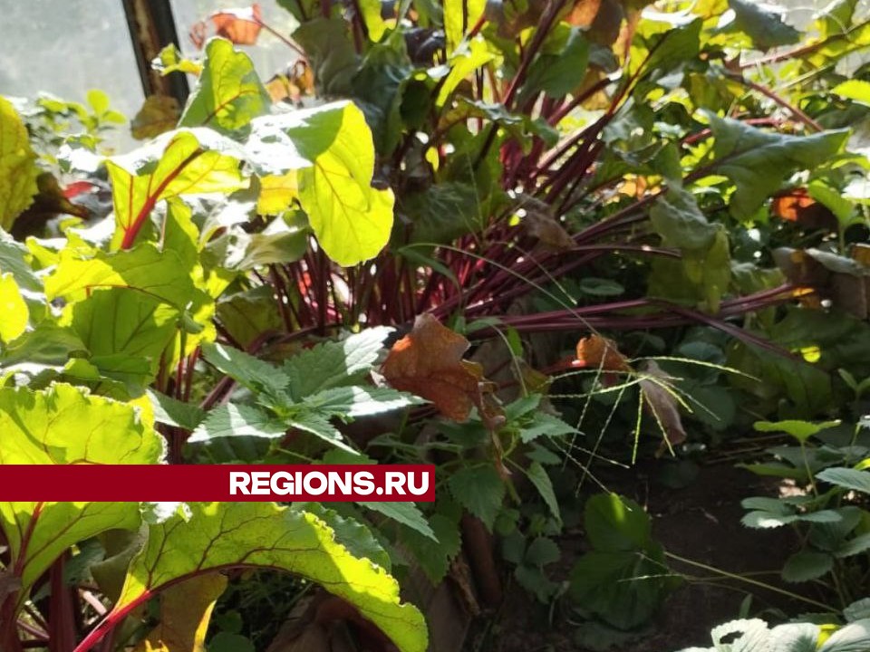 Фото: REGIONS/Наталья Широкая