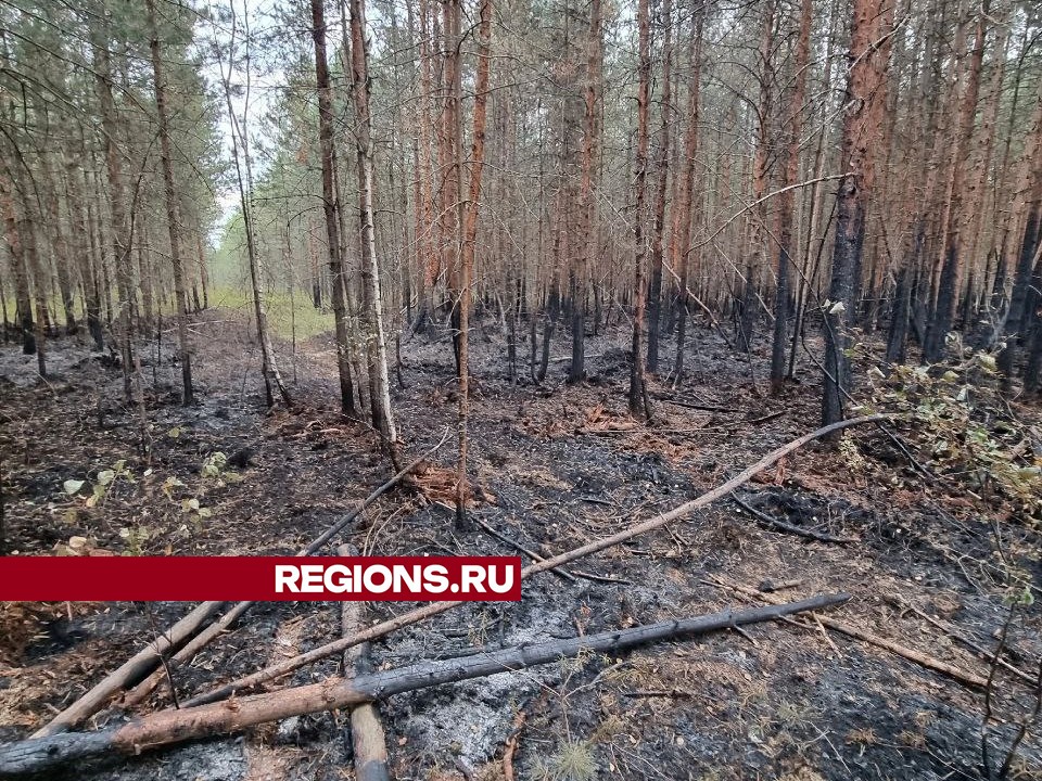 Фото: предоставлено REGIONS Ольгой Гринченко