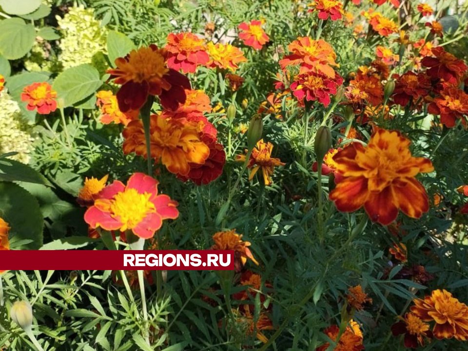 Фото: REGIONS/Наталья Широкая