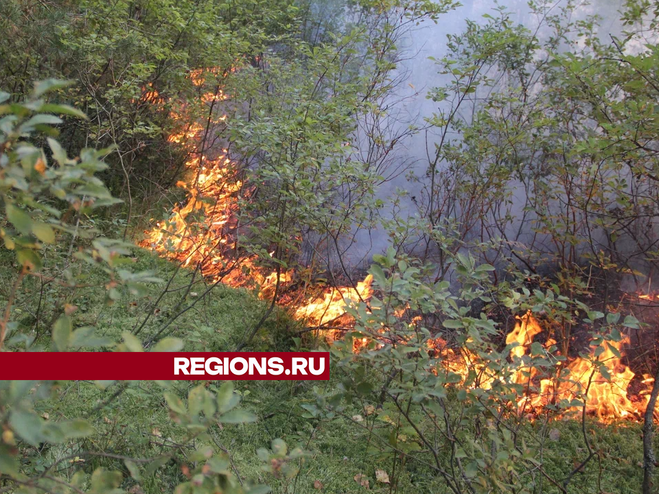 Фото: REGIONS/Василий Тремасов