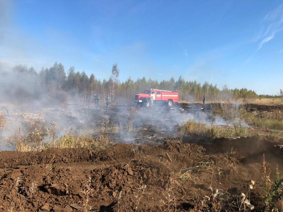 Фото: Комитет лесного хозяйства Московской области