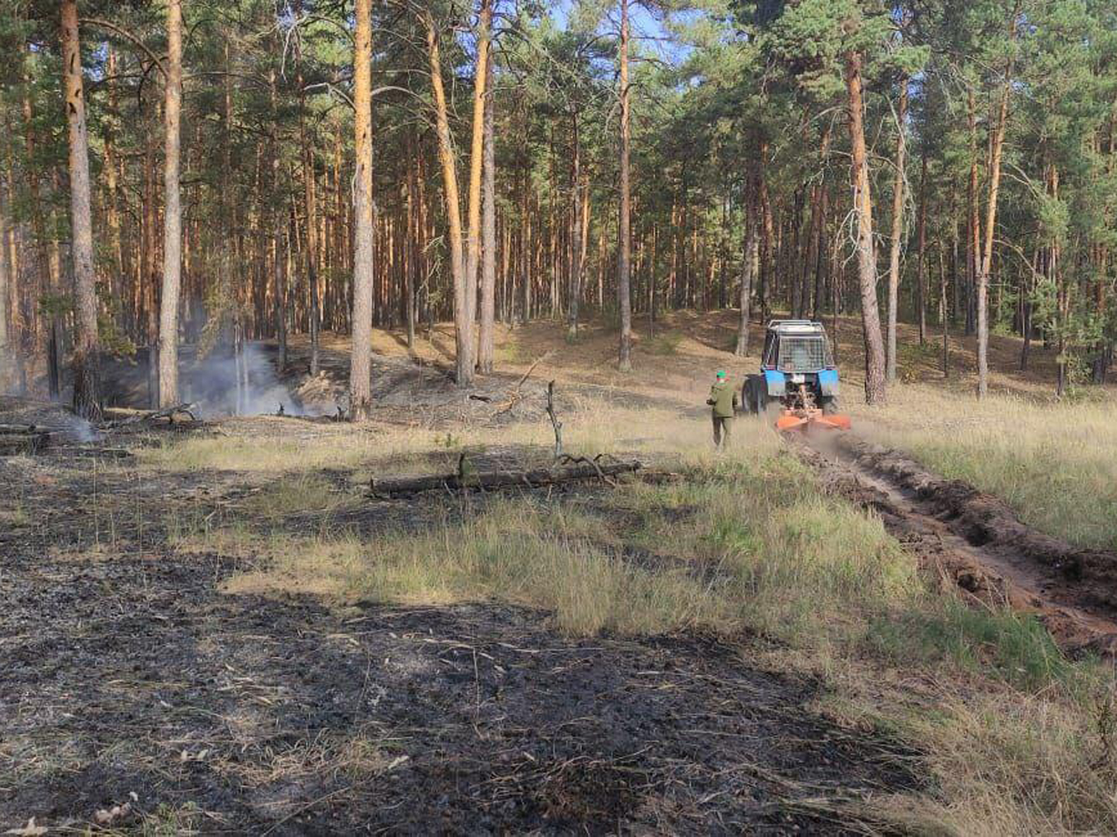 Фото: Комитет лесного хозяйства МО