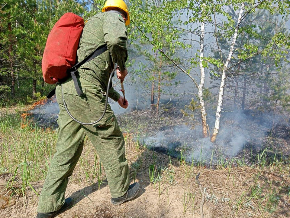 Фото: Комитет лесного хозяйства МО