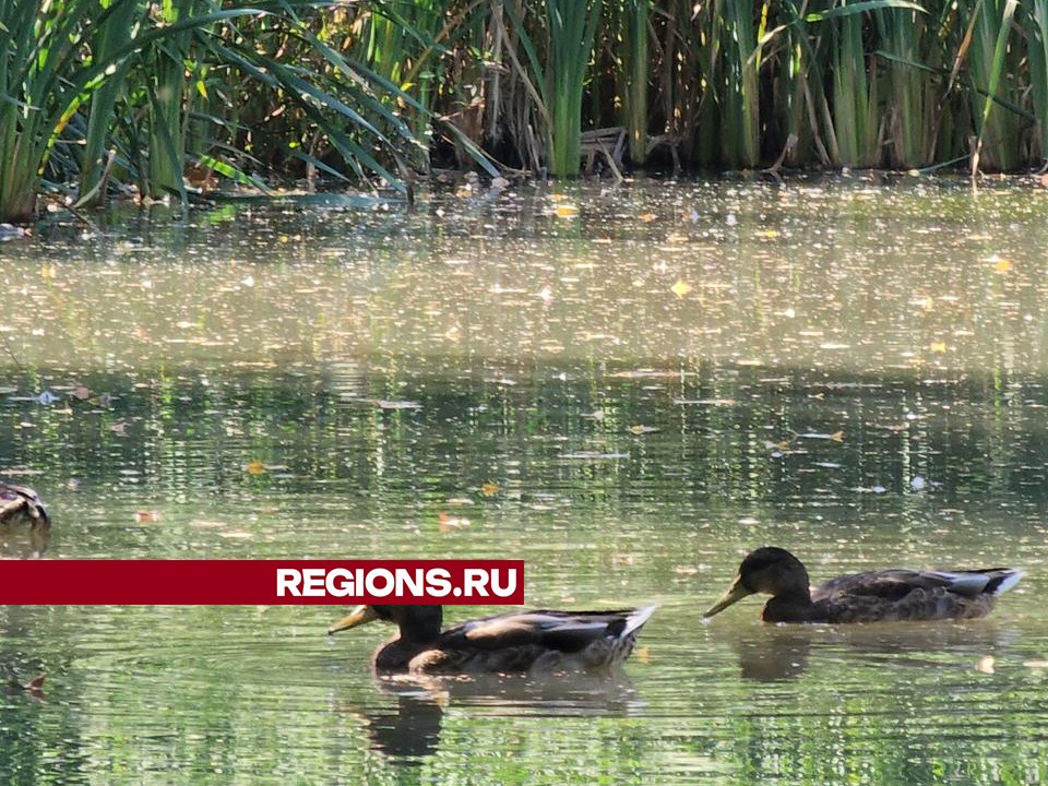 Фото: Никита Сморкалов