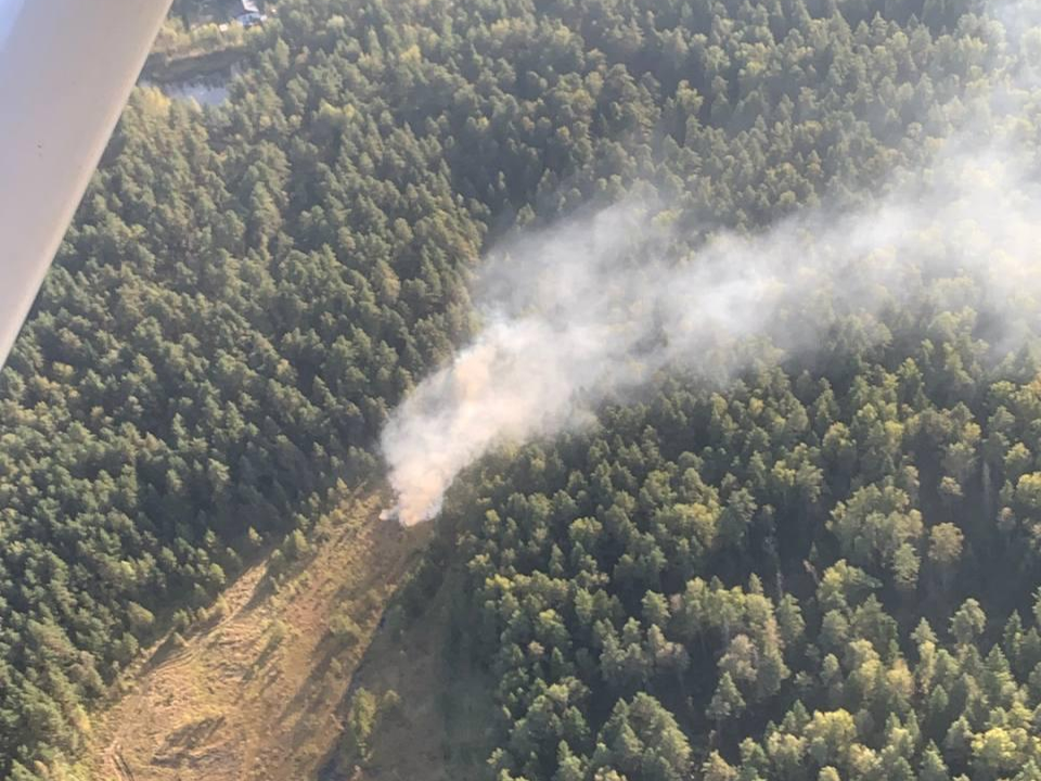 Фото: Комитет лесного хозяйства МО