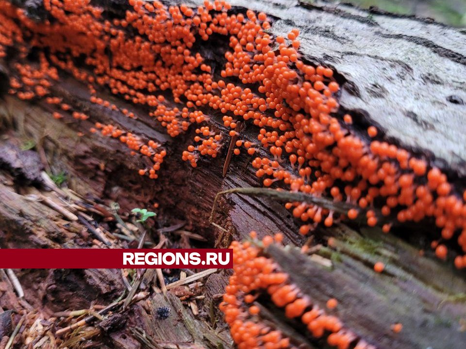 Фото: REGIONS/Светлана Чугунова