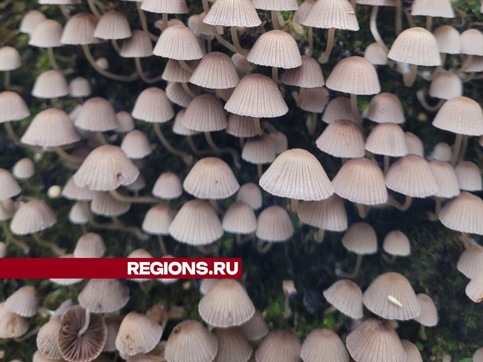 Фото: REGIONS/Светлана Чугунова