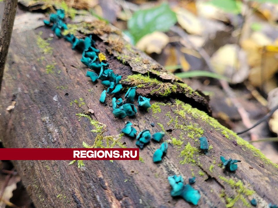 Фото: REGIONS/Светлана Чугунова