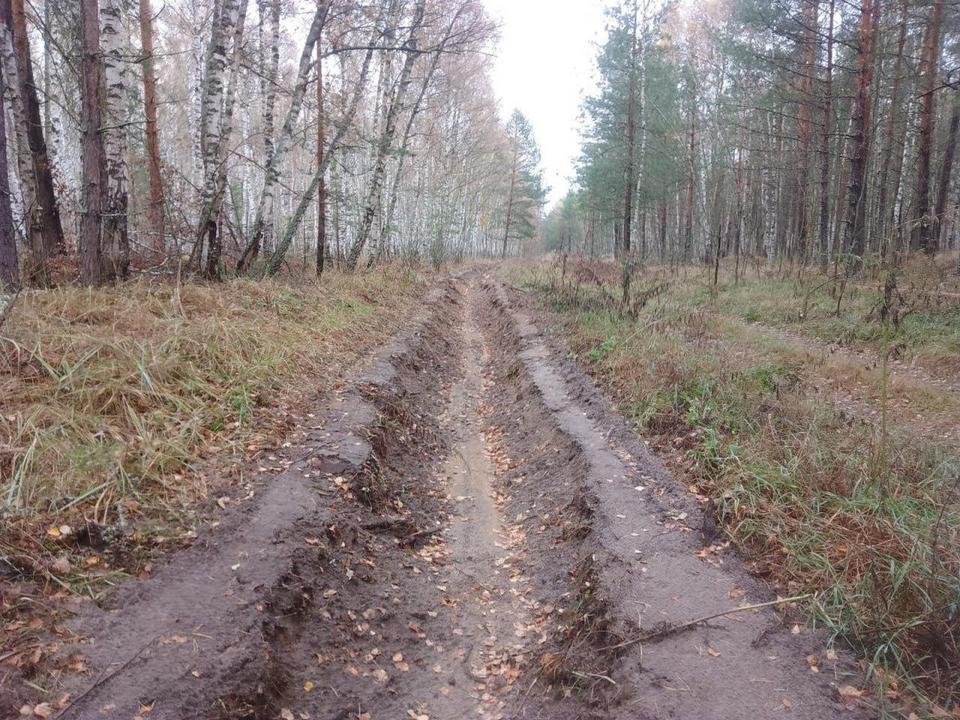 Фото: Комитет лесного хозяйства Московской области