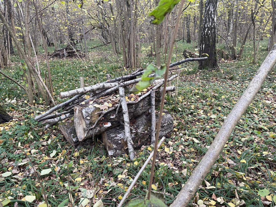 Фото: Комитет лесного хозяйства Московской области