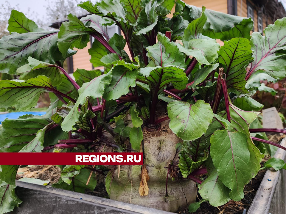 Фото: Андрей Семибратов