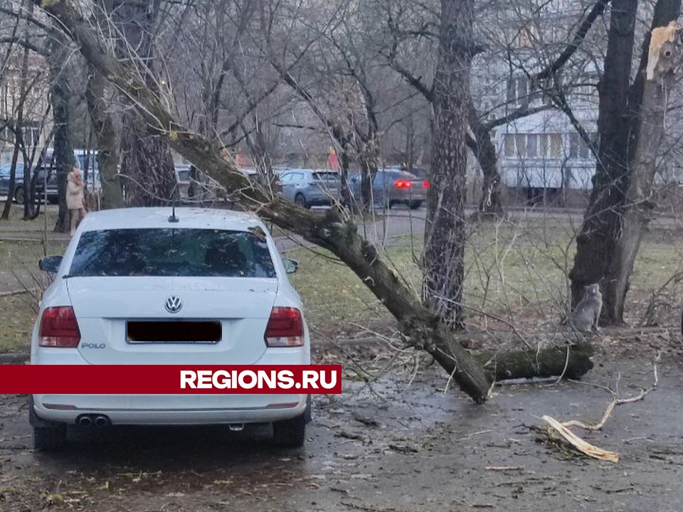 Фото предоставлено жительницей Жуковского