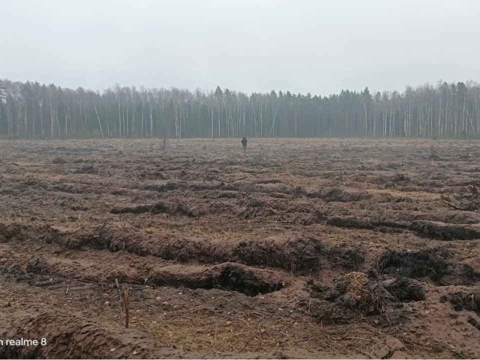 Фото: Комитет лесного хозяйства МО