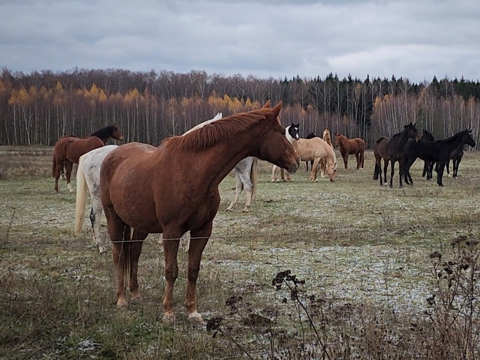 Фото: Ольга Антонова