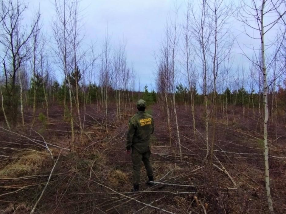 Фото: Комитет лесного хозяйства Московской области 