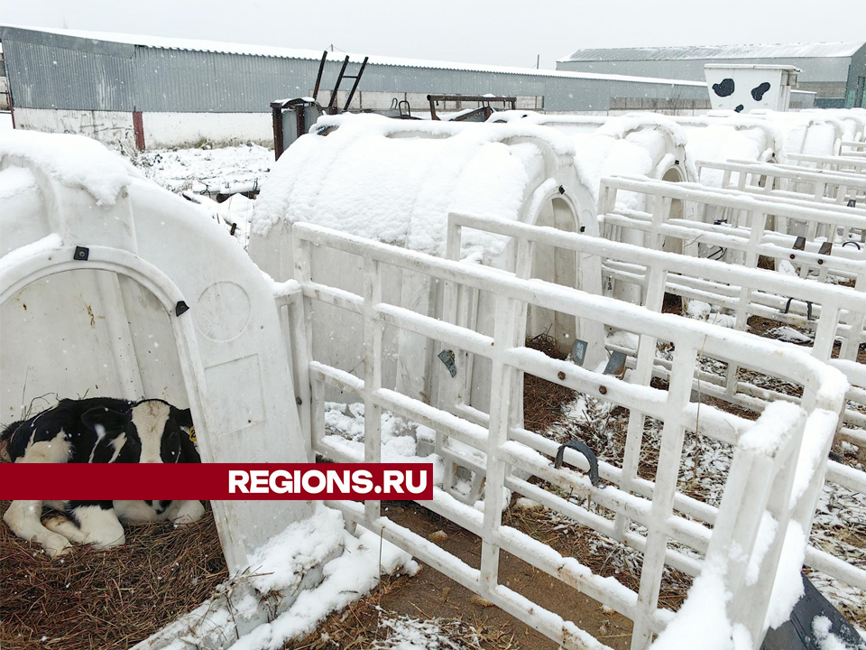 Фото: REGIONS/Елена Катасонова