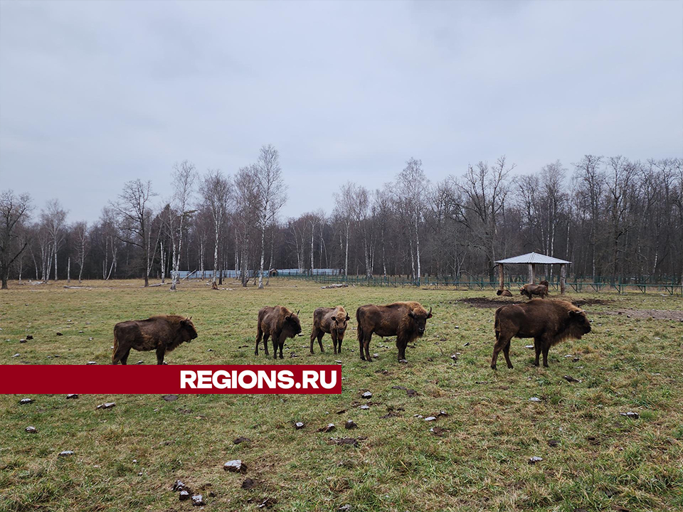 Фото: REGIONS/Александр Степушкин