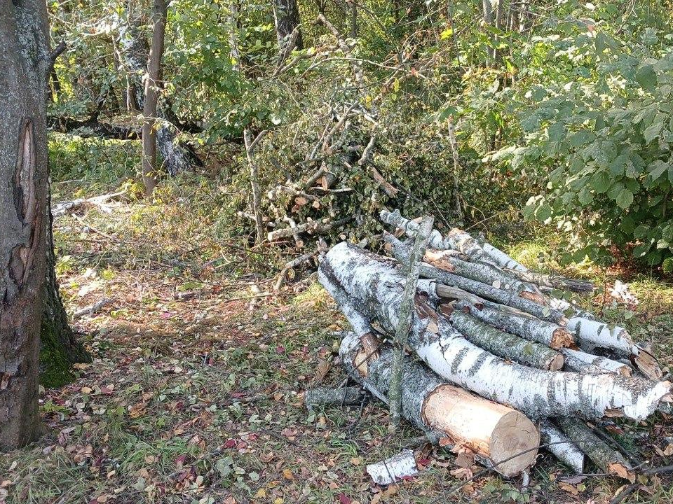 Фото: Комитет лесного хозяйства Московской области