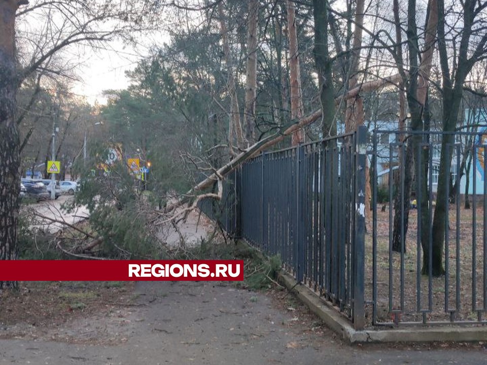 Фото предоставлено жительницей Жуковского