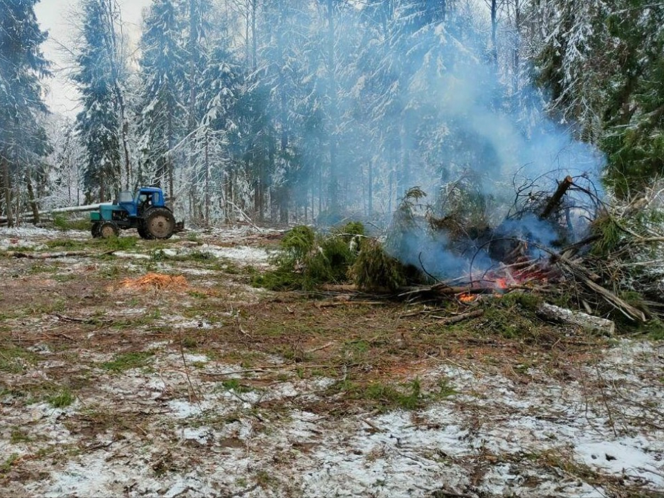 Фото: Комитет лесного хозяйства МО