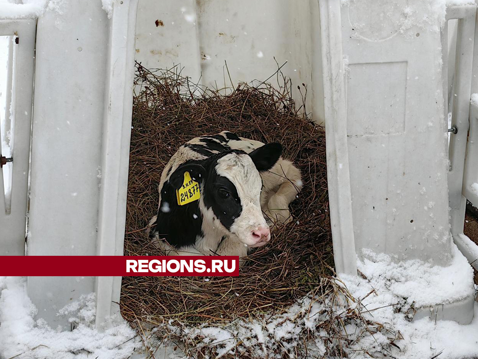 Фото: REGIONS/Елена Катасонова