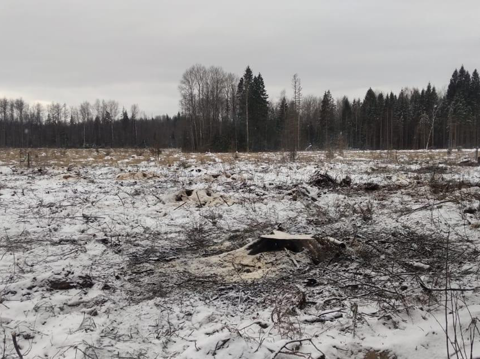 Фото: Комитет лесного хозяйства Московской области