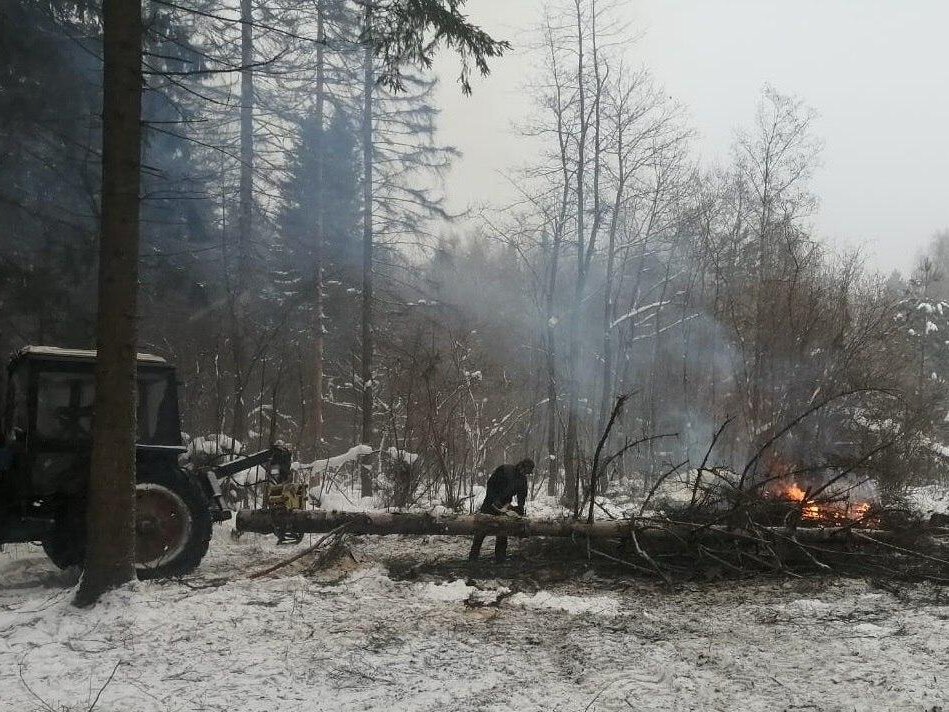 Фото: Комитет лесного хозяйства Московской области  