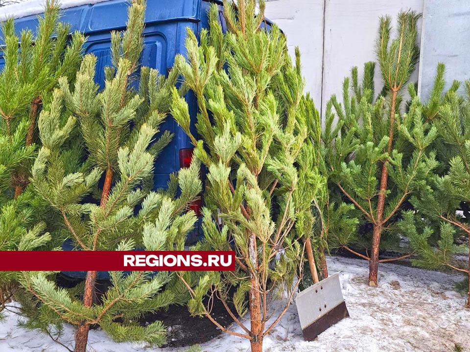 Елочный базар в городском округе. Фото: Валерия Тингаева