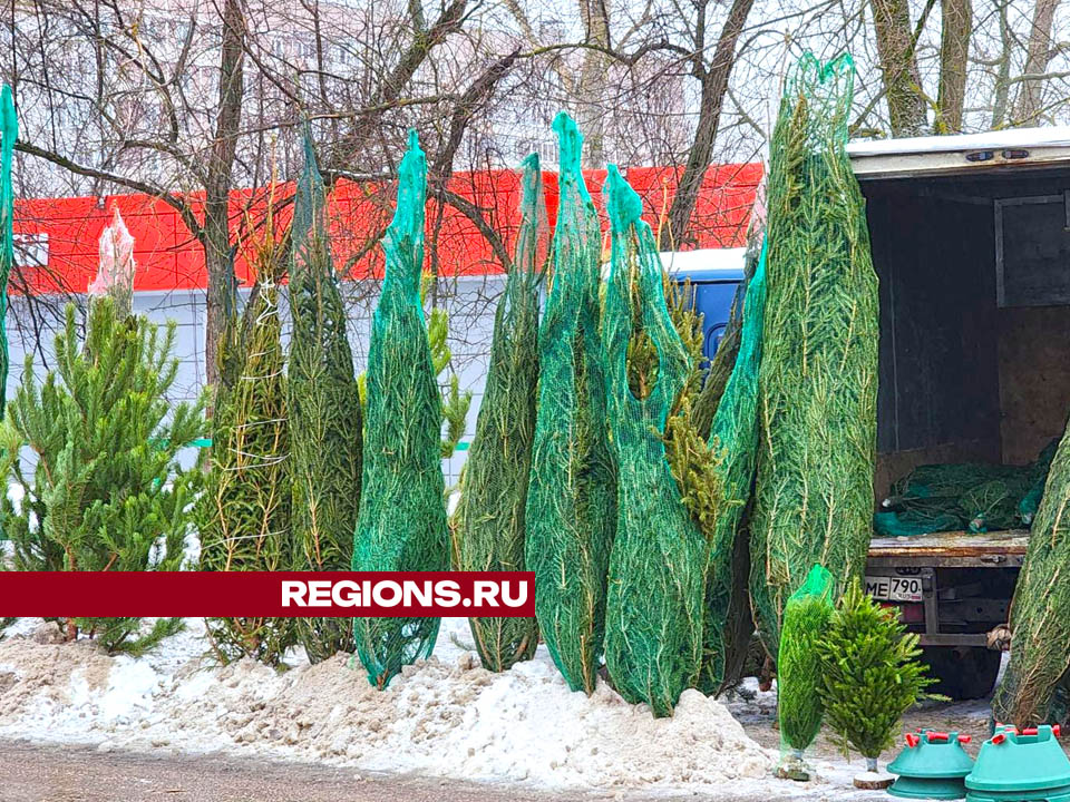 Елочный базар в городском округе. Фото: Валерия Тингаева