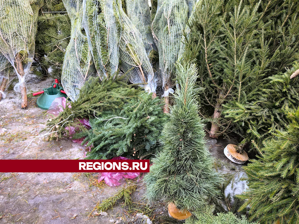 Фото: REGIONS/Елена Катасонова