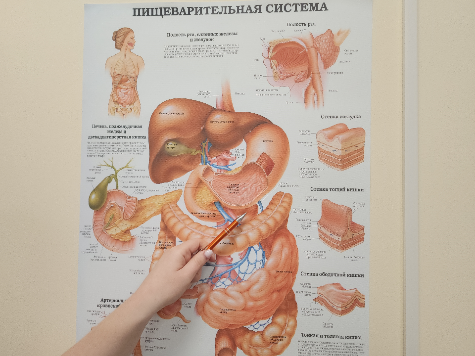 Фото: МедиаБанк Подмосковья/Светлана Борщева