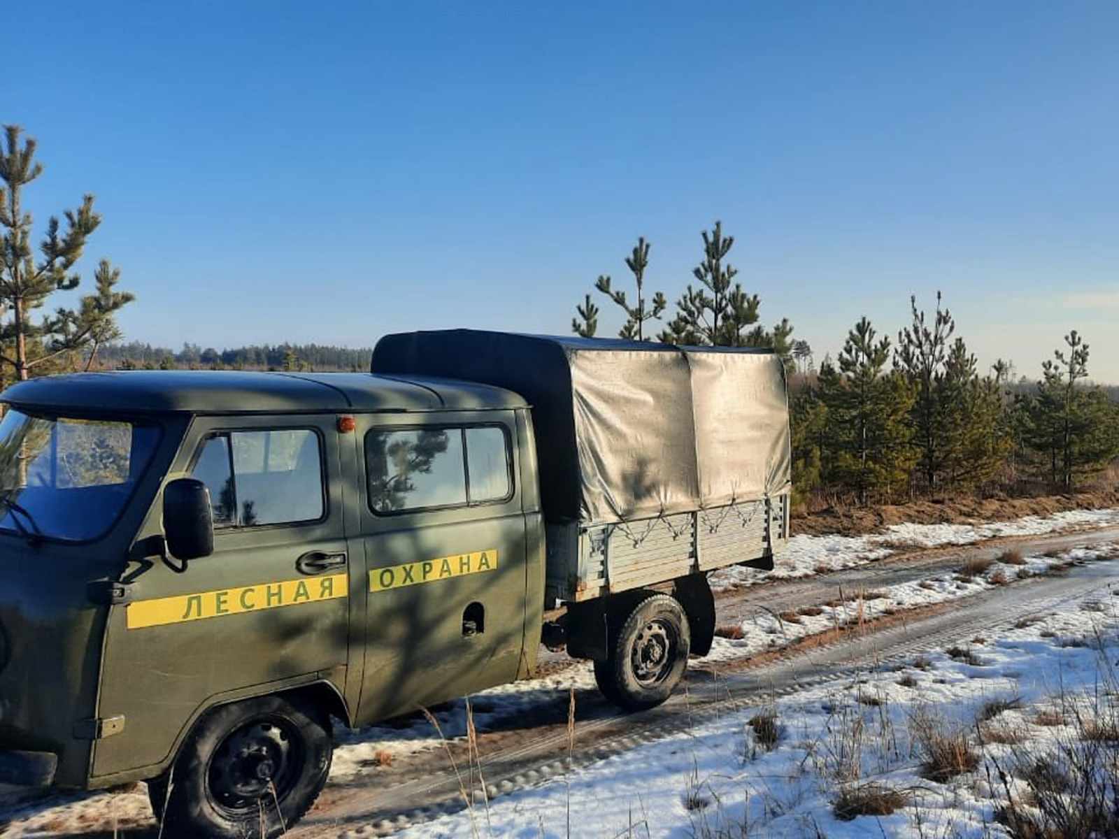 Фото: Комитет лесного хозяйства МО