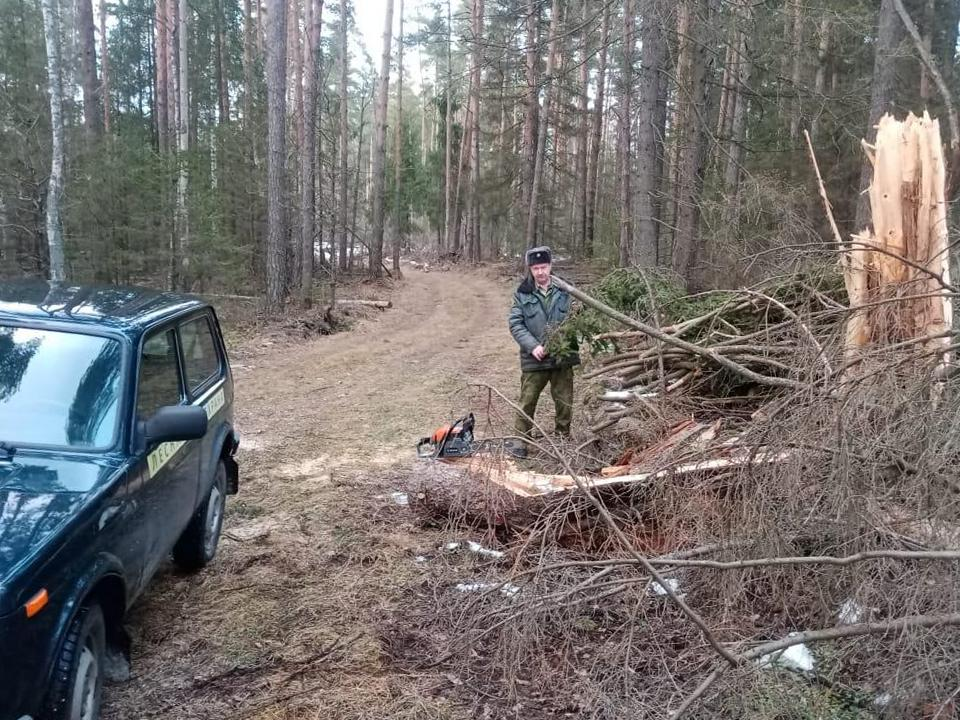 Фото: Комитет лесного хозяйства Московской области