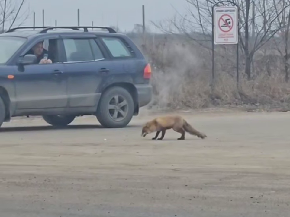 Фото предоставлено очевидцем