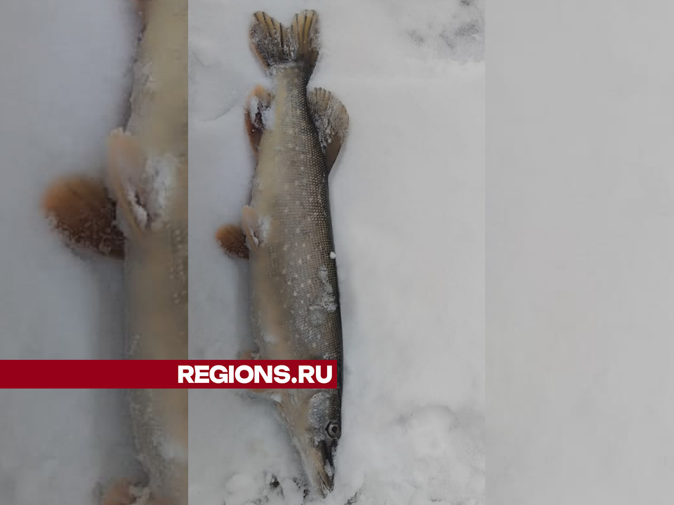 Вес самой большой щуки составил 2 кг. Фото: личный архив Романа Лукашина