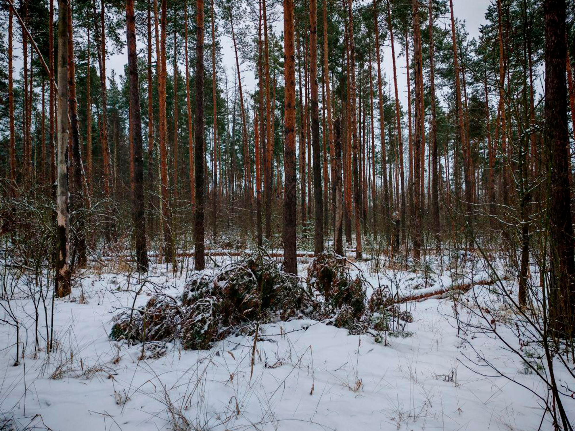 Фото: Комитет лесного хозяйства МО