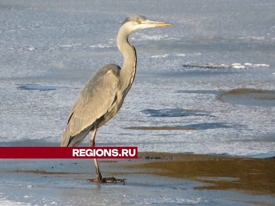 Фото: Андрей Снегерев