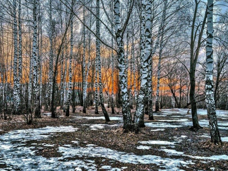 Фото: Комитет лесного хозяйства МО